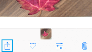 Share Icon in Photos App on iPhone